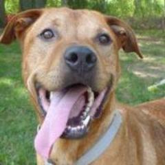 http://t.co/i95vWTwtCw - We give you the inside scoop on dog food!
