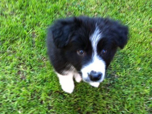 crashercollins's profile picture. Live, Love, Play, Eat, Share, Smile, Sleep... In no particular order.                      'The harder you go the less it hurts' Johnathan Brown 2014.