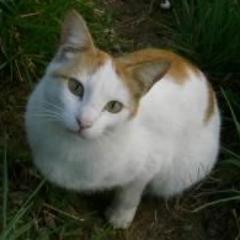A campaign in order to help the abandoned cats which live in the streets of Meiraos.