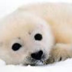 maidenofthemist's profile picture. Lover of Animals,Travel ,music, dance,comedy and all things creative.