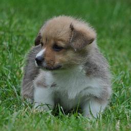 Gimli The Pembroke Welsh Corgi. Eating, sleeping, playing and pooping like a champ since 2013.