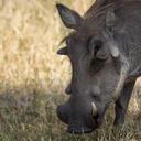 Ritchie Morris - @RitchieMorris - Twitter