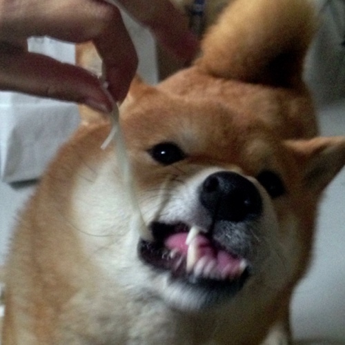 くすのき