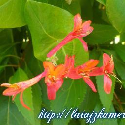 FlywithCamera's profile picture. 