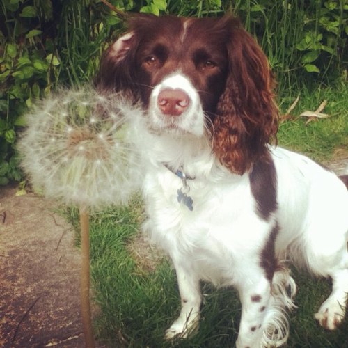 I am Harvey the 2 year old springer spaniel and this is my life! Follow me on instagram: beth_1997_any