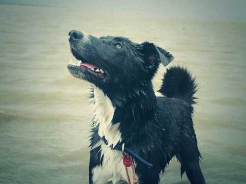 Hi I'm Patsy!a 1 yr old collie cross!my hoomans called Mike,and i luff swimmin and da seeside!xx