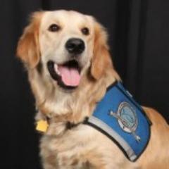 I am a K-9 Comfort Dog at Our Savior Lutheran Church and School in Louisville KY.