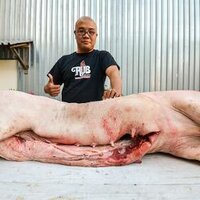 Tyson Ho (@arrogantswine) 's Twitter Profile