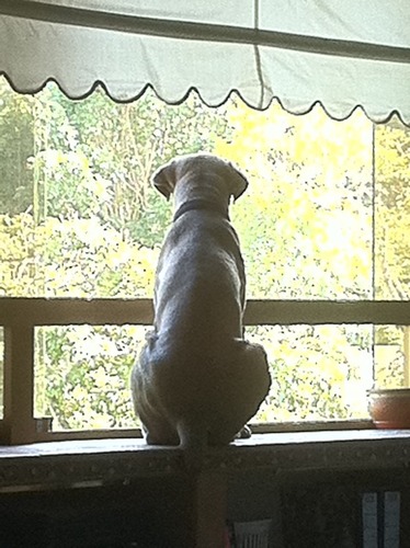 claudiocerasoli's profile picture. Tennis Player, Music Lover, Spoiled Palate / Sweet tooth, Costruttore