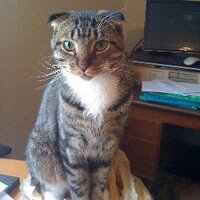 Junior Cat (@juniorcattoo) 's Twitter Profile