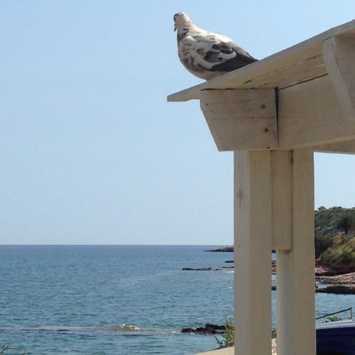 δικηγόρος και ελεύθερος άνθρωπος