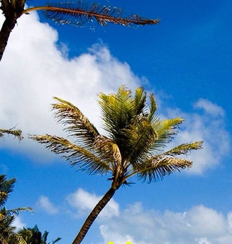 TracyLichtle's profile picture. 