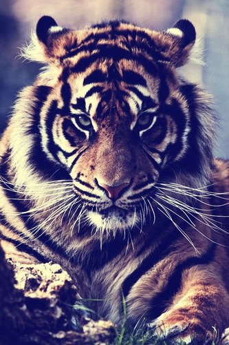 The name is Abdullah .. I me 22 years old .. i like football, basketball and video games .. If you like my tweet please follow me (:
