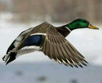 Est. November 18, 2012. ducklife6@gmail.com