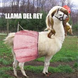 mrsnerdette's profile picture. 16 ~ eating oreos ~ reading harry potter ~ singing popular ~ watching pll