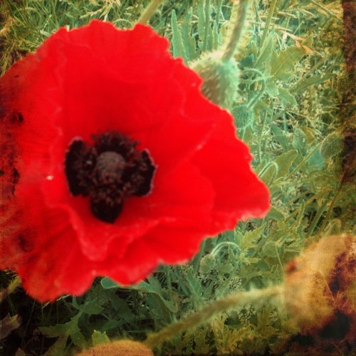 nwfamilycrafts's profile picture. Hello and welcome.