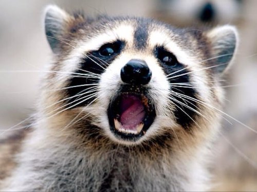 My name is Bruce. I eat garbage and make your lives miserable. I am a raccoon.