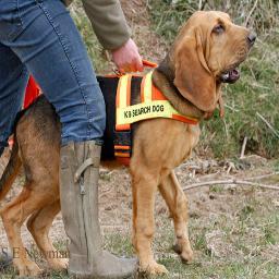 A charity training bloodhounds to search for missing dogs.
