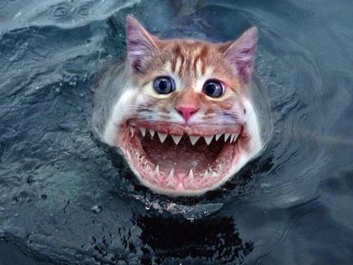 Just your regular catfish