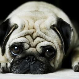 PerrosPug's profile picture. 