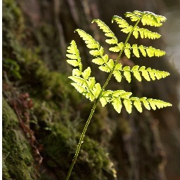 wildlearner's profile picture. 