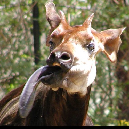 spamokapi's profile picture. 