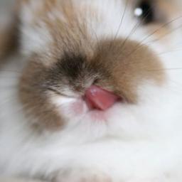 mystia_ebooks's profile picture. 