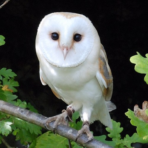 Im an owl that loves to party hard when the kids are sleeping..... Follow me i need heads to poo on.. Only kidding..