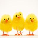 robin bitterman - @robinbitterman1 - Twitter