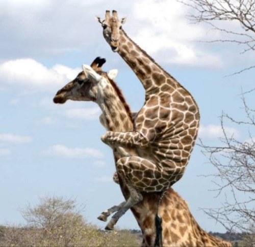 When people mention giraffes... Are you talking to me?  

All the best giraffe facts... And more