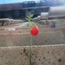 Kyle Field Tomato - @KyleFieldTomato - Twitter