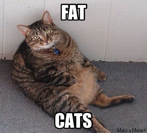 Fat Cats Dancing Videos Fat Cats Dancing Videos