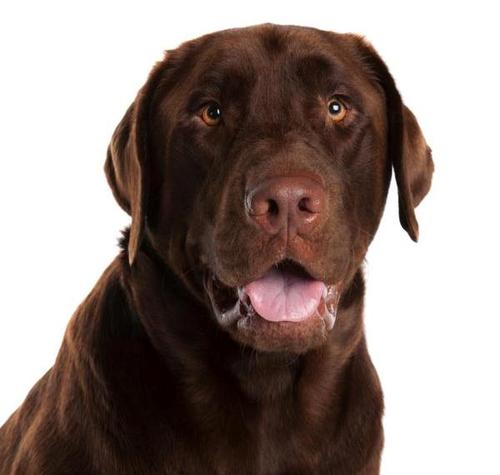 I am Chad the Chocolate Lab. Our human daddy was killed 2 yrs ago & mom/dad/and me live with Molly & my human grandparents in CA.