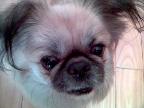 Do happy things. Dog lover. Tiny Ting from @digitalnz. All opinions are my own and all that.