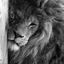 Steven Leon alcala - @CidarLeon - Twitter