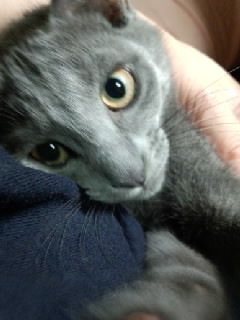 Hyamamoto9's profile picture. 北海道住みの躁鬱〝ラピッドサイクラー〟家族は旦那さんと猫の倫太郎。
「とりあえず、今日も生きよう」が合い言葉。