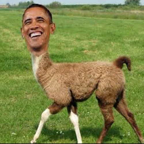 barackthellama's profile picture. just a friedly llama who lives in da casa blanca