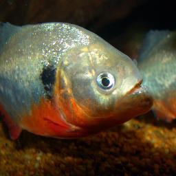Piranhacenter for the world's fish PIRANHA a variety of photos, videos and forums are full of useful information for understanding this type of fish piranha