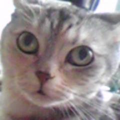 猫大好き。猫グッズ大好き。人間の数より犬猫の方が多い自然豊かなところに住んでます。