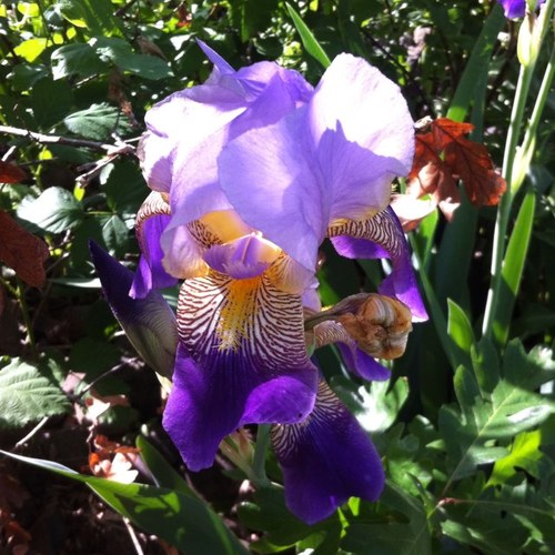 RisingMom's profile picture. Birth center administrator, crunchy mom, Unitarian Universalist.