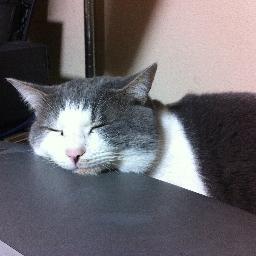 猫と音楽、酒と野球、たまに映画。