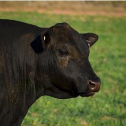 Owned & operated by Matt Cherry & Shelley Piper - passionate about the beef industry & breeding quality Angus cattle. Annual Bull Sale in August.