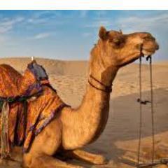 Camelfairindia's profile picture. Pushkar Fair 2013 is going to start from 9th to 17th November. Find best tour packages at affordable price .