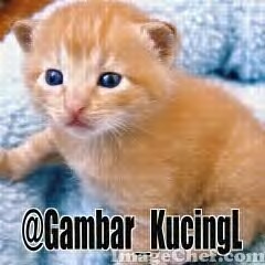 Gambar kucing lucu Gambar KucingL Twitter Gambar kucing lucu Gambar KucingL Twitter