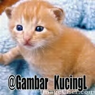 Gambar Kucing Lucu Kucingl Twitter Pacaran
