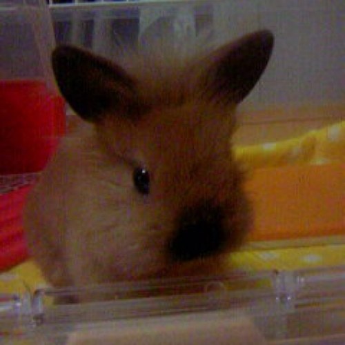 cafe_do_oni's profile picture. DiabloⅣ、fallout、モンハン、マイクラ、メタル、テクノ、うさぎ、ネイル。おげれつ乙女