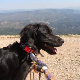 Educadora canina en excedència. Quan no faig de mare, faig d'enginyera. Diuen que faig sundrying i que sóc ecologista i cool