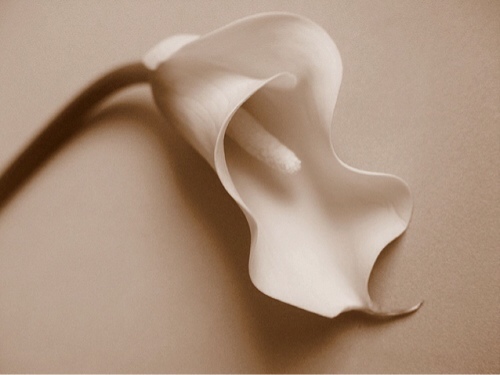 LAlhoshan's profile picture. “Be water, my friend..” Bruce Lee