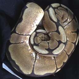 Reptile Breeder of Ball Pythons