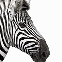 Nah man - @seawhorseswag - Twitter